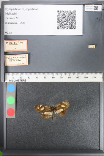 Media type: image;   Entomology 101047